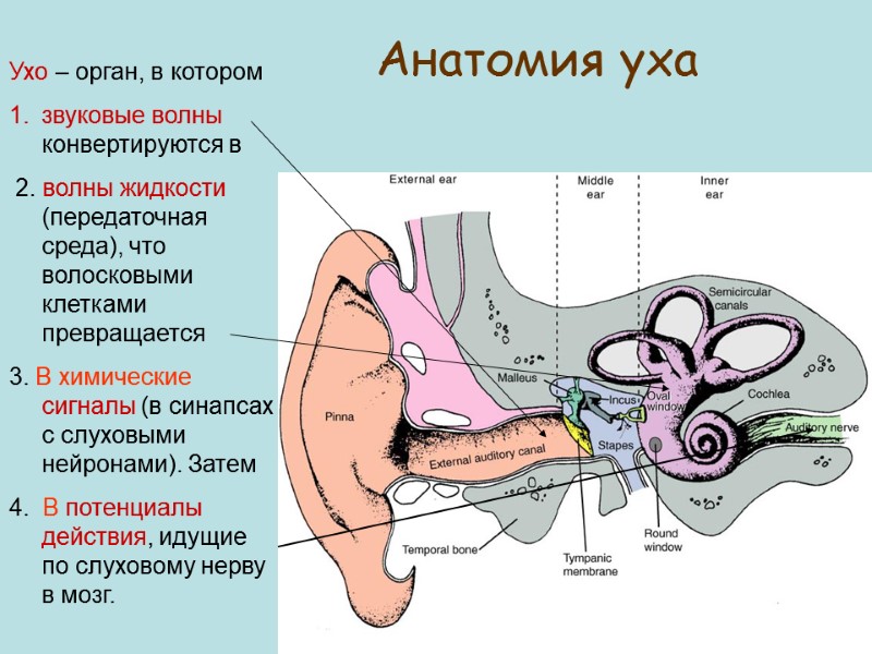 Анатомия уха Ухо – орган, в котором  звуковые волны конвертируются в  2.